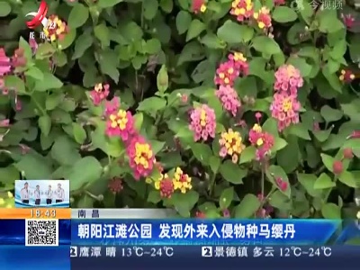 南昌：朝阳江滩公园 发现外来入侵物种马缨丹