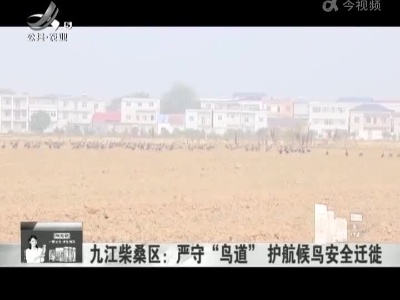 九江柴桑区：严守“鸟道” 护航候鸟安全迁徙