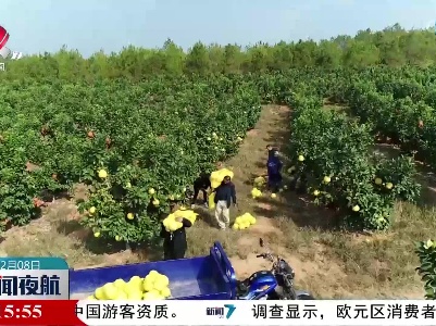 黎川县：胭脂柚结出致富“黄金果”