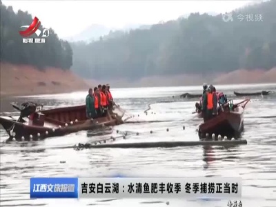 吉安白云湖：水清鱼肥丰收季 冬季捕捞正当时