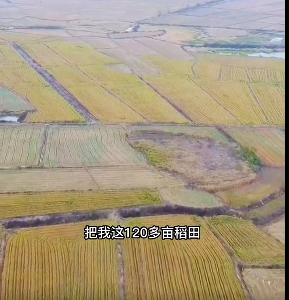 鄱阳湖候鸟吃不饱？九江都昌当地买下120亩水稻作为“候鸟食堂”