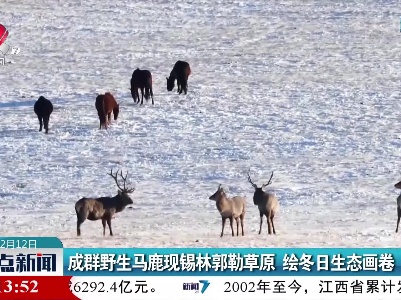 成群野生马鹿现锡林郭勒草原 绘冬日生态画卷