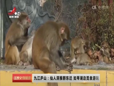 九江庐山：仙人洞猴群东迁 如琴湖边觅食游玩