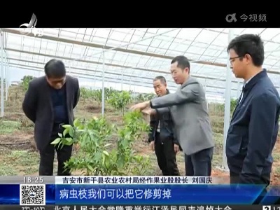 吉安新干：降温寒潮来袭 抢建大棚保作物