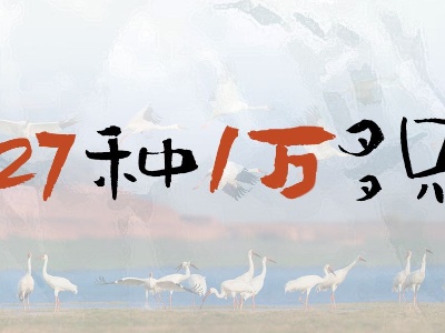 字面丨27种1万多只越冬候鸟陆续抵达江西鄱阳湖湖口水域