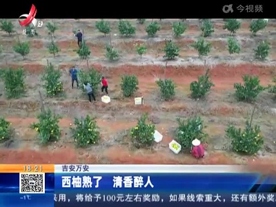 吉安万安：西柚熟了 清香醉人