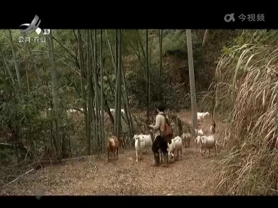 【抓落实 强服务 解民忧】玉山：大学生羊倌 深山里的“健身教练”