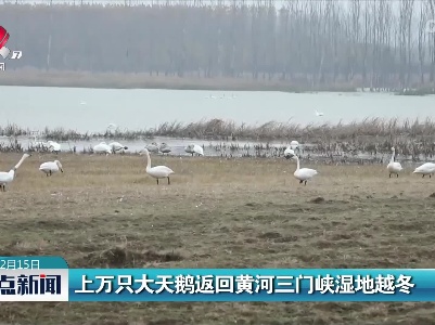 上万只大天鹅返回黄河三门峡湿地越冬