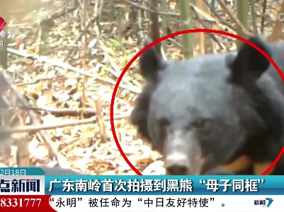 广东南岭首次拍摄到黑熊“母子同框”