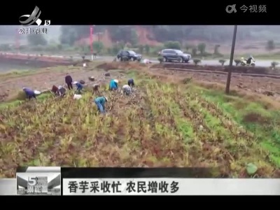 香芋采收忙 农民增收多