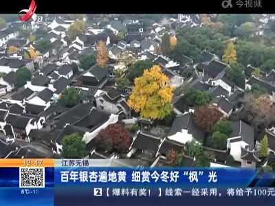 江苏无锡：百年银杏遍地黄 细赏今冬好“枫”光