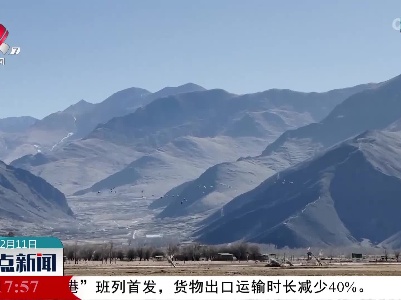 候鸟在拉萨唐嘎湿地享受冬季乐园