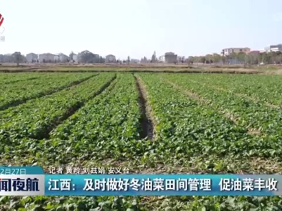 江西：及时做好冬油菜田间管理 促油菜丰收