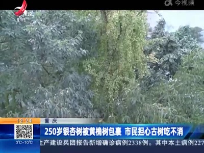 重庆：250岁银杏树被黄桷树包裹 市民担心古树吃不消