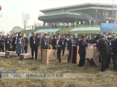 9只“掉队”珍稀候鸟重回大自然