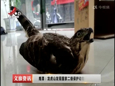 鹰潭：龙虎山发现国家二级保护动物凤头鹰