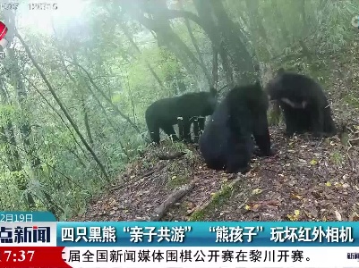 四只黑熊“亲子共游” “熊孩子”玩坏红外相机