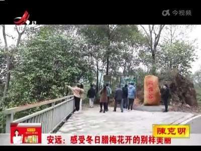 安远：感受冬日腊梅花开的别样美丽
