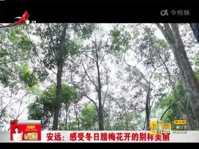 安远：感受冬日腊梅花开的别样美丽