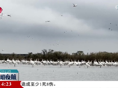 相约观鸟季 共赏鄱湖景