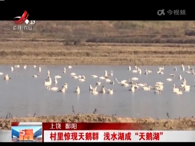 上饶鄱阳：村里惊现天鹅群 浅水湖成“天鹅湖”