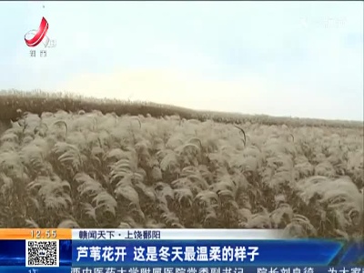 【赣闻天下】上饶鄱阳：芦苇花开 这是冬天最温柔的样子