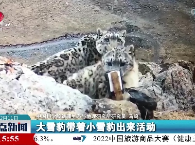 在高山之巅 看雪豹出没