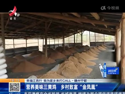 【幸福江西行 我为家乡来打CALL】赣州宁都：营养美味三黄鸡 乡村致富“金凤凰”