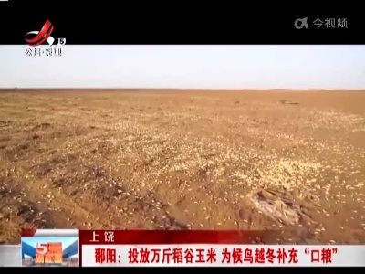 上饶鄱阳：投放万斤稻谷玉米 为候鸟越冬补充“口粮”