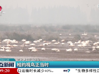 相约观鸟正当时