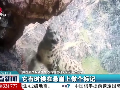 在高山之巅 看雪豹出没