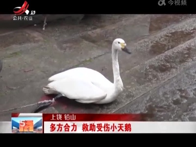 上饶铅山：多方合力 救助受伤小天鹅