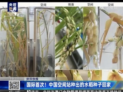 国际首次！中国空间站种出的水稻种子回家