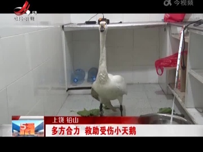 上饶 铅山：多方合力 救助受伤小天鹅