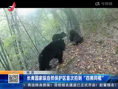 陕西：长青国家级自然保护区首次拍到“四熊同框”