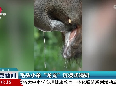 毛头小象“龙龙”沉浸式喝奶