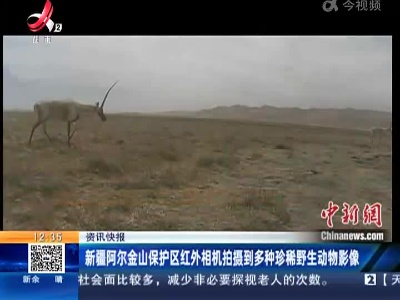 新疆阿尔金山保护区红外相机拍摄到多种珍稀野生动物影像