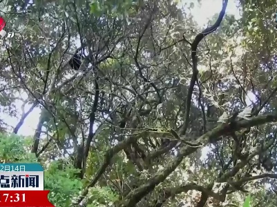 云南无量山中有猿啼