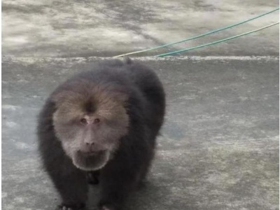 九江：一只成年野生藏酋猴在湖口首次发现