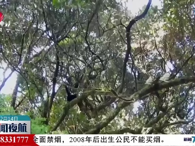云南无量山中有猿啼