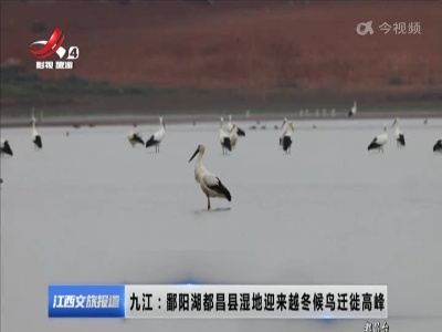 九江：鄱阳湖都昌县湿地迎来越冬候鸟迁徙高峰