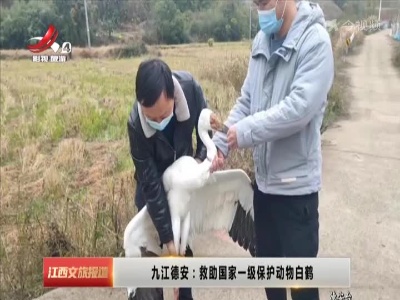 九江德安：救助国家一级保护动物白鹤