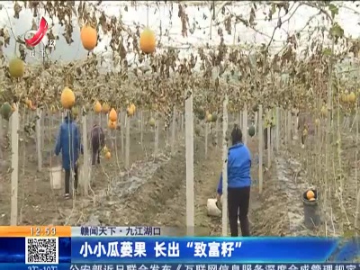 【赣闻天下】九江湖口：小小瓜蒌果 长出“致富籽”