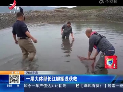 四川宜宾：一尾大体型长江鲟搁浅获救