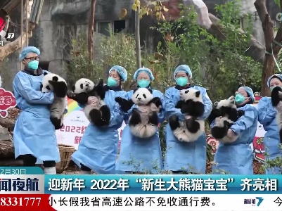 迎新年 2022年“新生大熊猫宝宝”齐亮相
