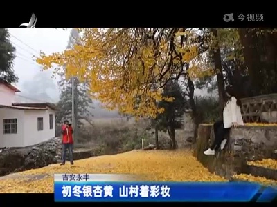 吉安永丰：初冬银杏黄 山村着彩妆