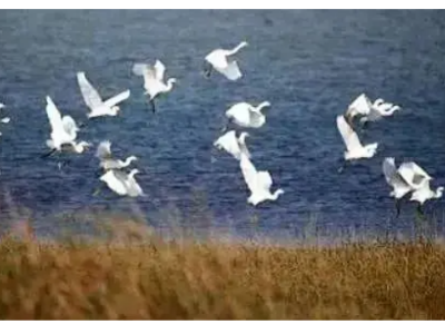 越冬候鸟已飞抵鄱阳湖，九江最佳观鸟点请收好