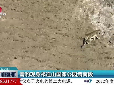 雪豹现身祁连山国家公园肃南段
