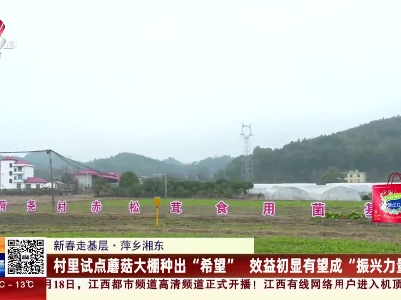 【新春走基层】萍乡湘东：村里试点蘑菇大棚种出“希望” 效益初显有望成“振兴力量”
