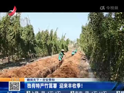 【赣闻天下】吉安泰和：独有特产竹篙薯 迎来丰收季！